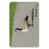 カナダグースフレキシブルマグネット マグネット (縦)