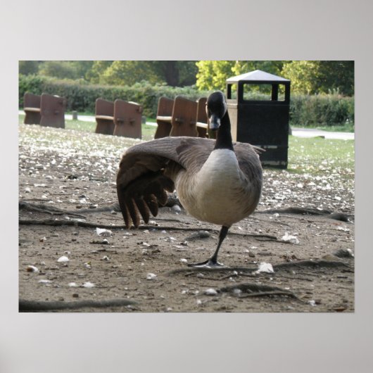 カナダグースプリント ポスター (正面)