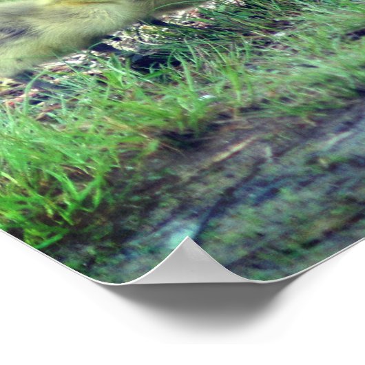 カナダグースベビー野生動物 ポスター (角)