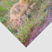 カナダグースベビー野生生物分離 薄葉紙 (詳細)