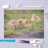 カナダグースベビー野生生物分離 薄葉紙 (クラフト)