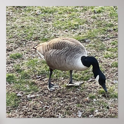 カナダグースポスター ポスター (正面)