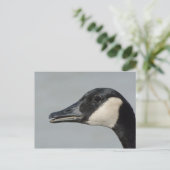 カナダグースポートレート ポストカード (スタンド正面)