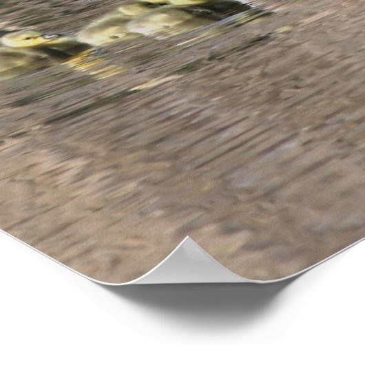 カナダグースマムゴスリングベビー野生動物 ポスター (角)