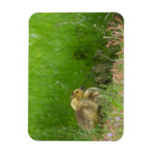 カナダグースリング マグネット (縦)