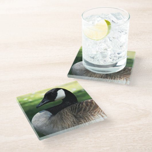 カナダグースワイルドライフフォト ガラスコースター (アングル)