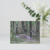 カナダグースワイルドライフ自然写真はがき ポストカード (スタンド正面)