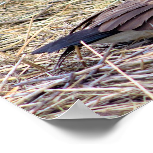 カナダグース写真 ポスター (角)