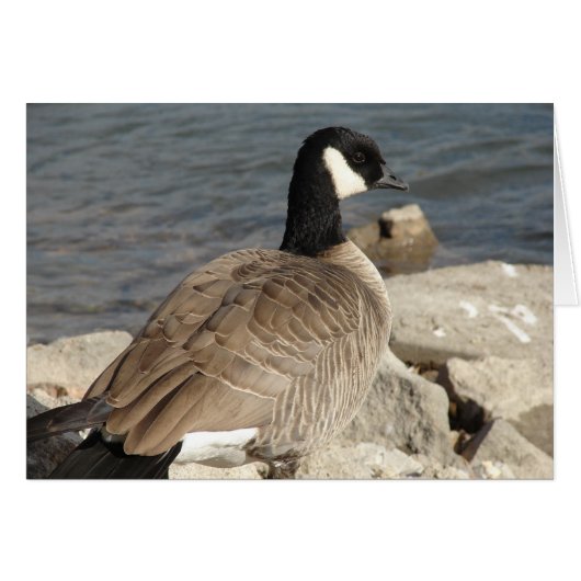 カナダグース (正面横)