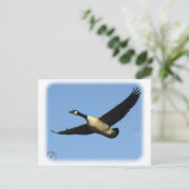 カナダグース9R005D-123 ポストカード (スタンド正面)