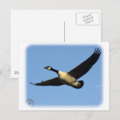 カナダグース9R005D-123 ポストカード (正面/裏面)