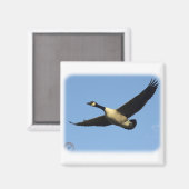 カナダグース9R005D-123 マグネット (正面/裏面)