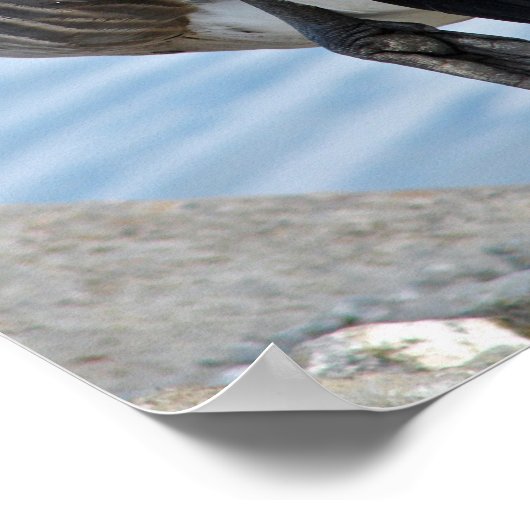 カナダグース ポスター (角)