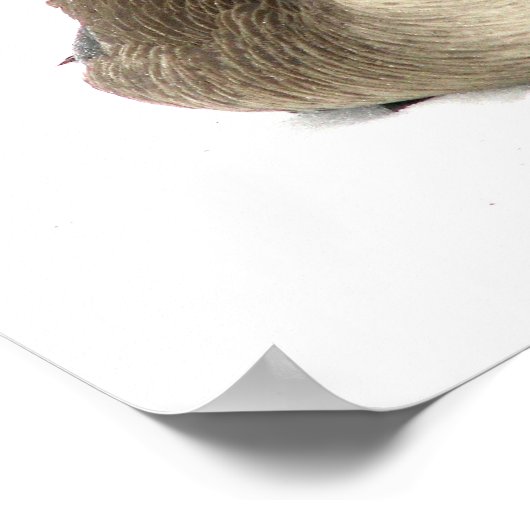 カナダグース ポスター (角)