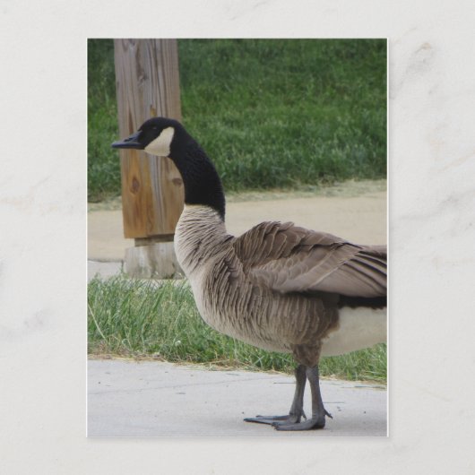 カナダグース ポストカード (正面)