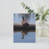 カナダグース ポストカード (スタンド正面)