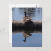 カナダグース ポストカード (正面/裏面)