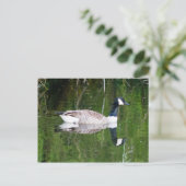 カナダグース ポストカード (スタンド正面)