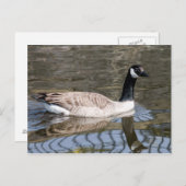 カナダグース ポストカード (正面/裏面)