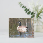 カナダグース ポストカード (スタンド正面)