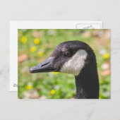 カナダグース、ロースパーク湖、カーディフ、ウェールズ。 ポストカード (正面/裏面)