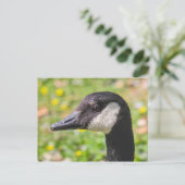 カナダグース、ロースパーク湖、カーディフ、ウェールズ。 ポストカード (スタンド正面)