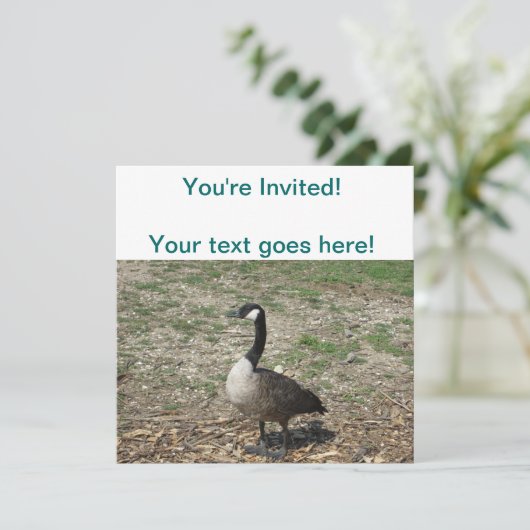 カナダグース 招待状 (スタンド正面)