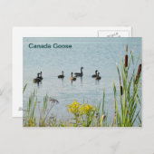 カナダゲーゼとカタテール ポストカード (正面/裏面)