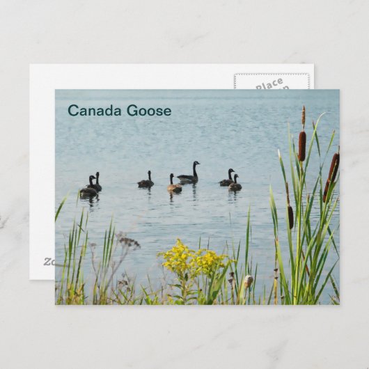 カナダゲーゼとカタテール ポストカード (正面/裏面)