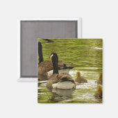 カナダゲーゼとゴスリング磁石 マグネット (正面/裏面)