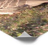 カナダゲーゼのポスター ポスター (角)