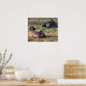 カナダゲーゼのポスター ポスター (キッチン)