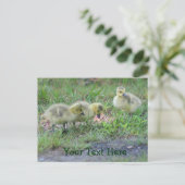 カナダゲーゼベビー自然写真はがき ポストカード (スタンド正面)