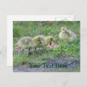 カナダゲーゼベビー自然写真はがき ポストカード (正面/裏面)