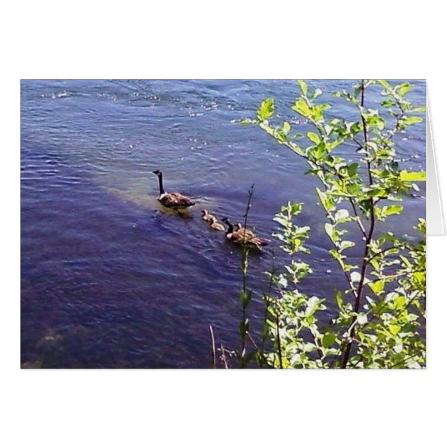 カナダゲーゼ科 (正面横)