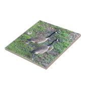 カナダゲーゼ科 タイル (側面)