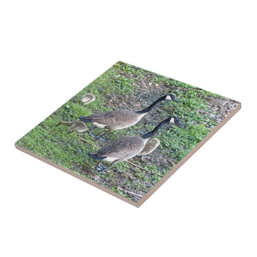 カナダゲーゼ科 タイル (側面)