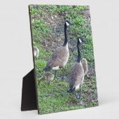 カナダゲーゼ科 フォトプラーク (側面)