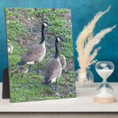 カナダゲーゼ科 フォトプラーク (側面)