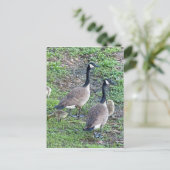 カナダゲーゼ科 ポストカード (スタンド正面)