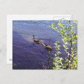 カナダゲーゼ科 ポストカード (正面/裏面)