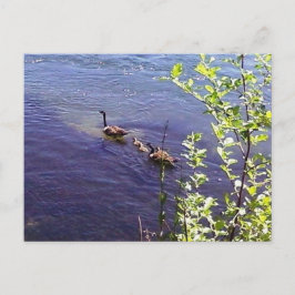 カナダゲーゼ科 ポストカード