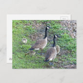 カナダゲーゼ科 ポストカード (正面/裏面)