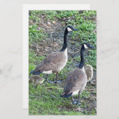 カナダゲーゼ科 便箋 (正面/裏面)