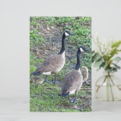 カナダゲーゼ科 便箋 (スタンド正面)