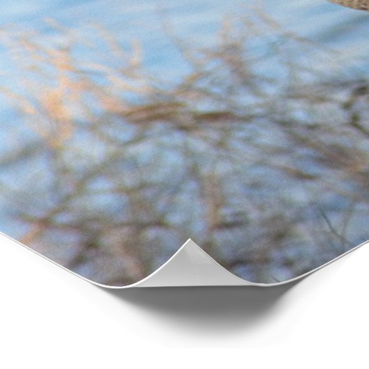 カナダゲーゼ ポスター (角)