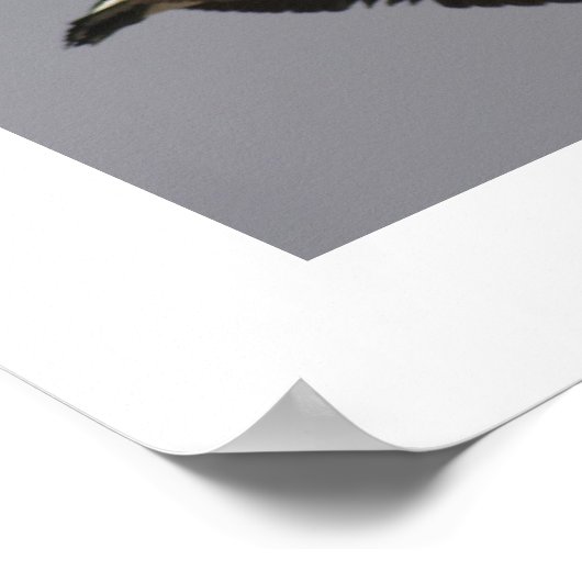 カナダゲーゼ ポスター (角)