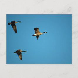 カナダゲーゼ ポストカード