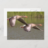 カナダゲーゼ ポストカード (正面/裏面)