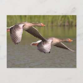 カナダゲーゼ ポストカード